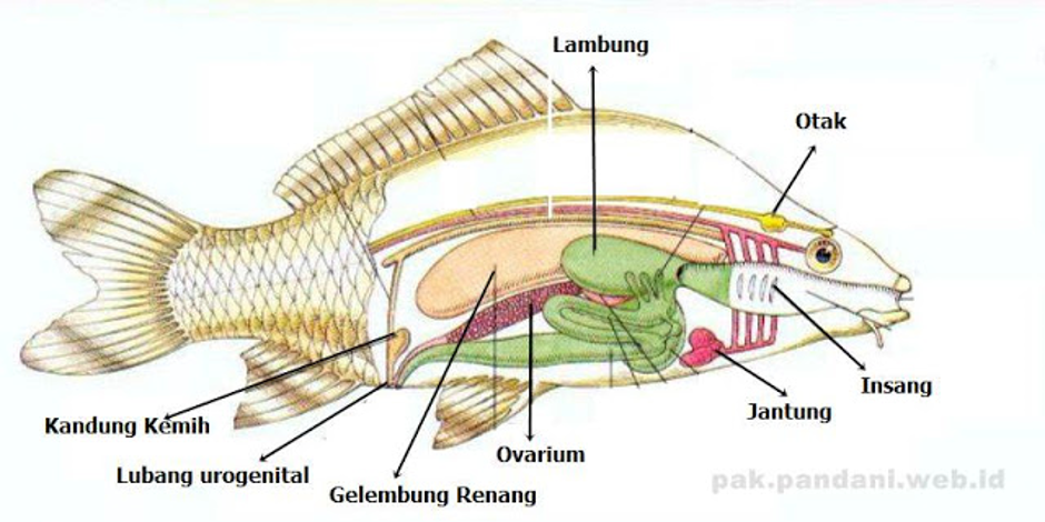 Berikut ini gambar anatomi tubuh Pisces (ikan). Sebutkan bagian A,B, C