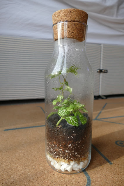 How To Build Your Own Terrarium At Home, DIY Terrariums Shop Review, DIY Terrariums Shop etsy, terrarium kits cheap uk, terrarium kit uk, closed terrarium kit, etsy terrarium kit How To Build Your Own Terrarium At Home, DIY Terrariums Shop Review, DIY Terrariums Shop etsy, terrarium kits cheap uk, terrarium kit uk, closed terrarium kit, etsy terrarium kit