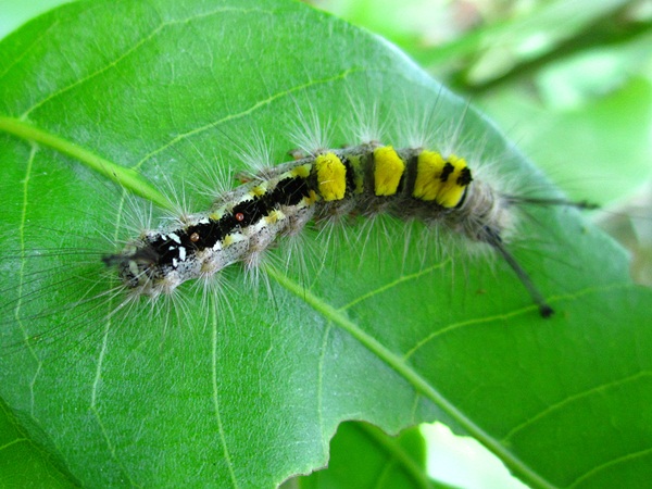 TanamSendiri.com  Grow Your Own Makhluk Perosak  Ulat Bulu