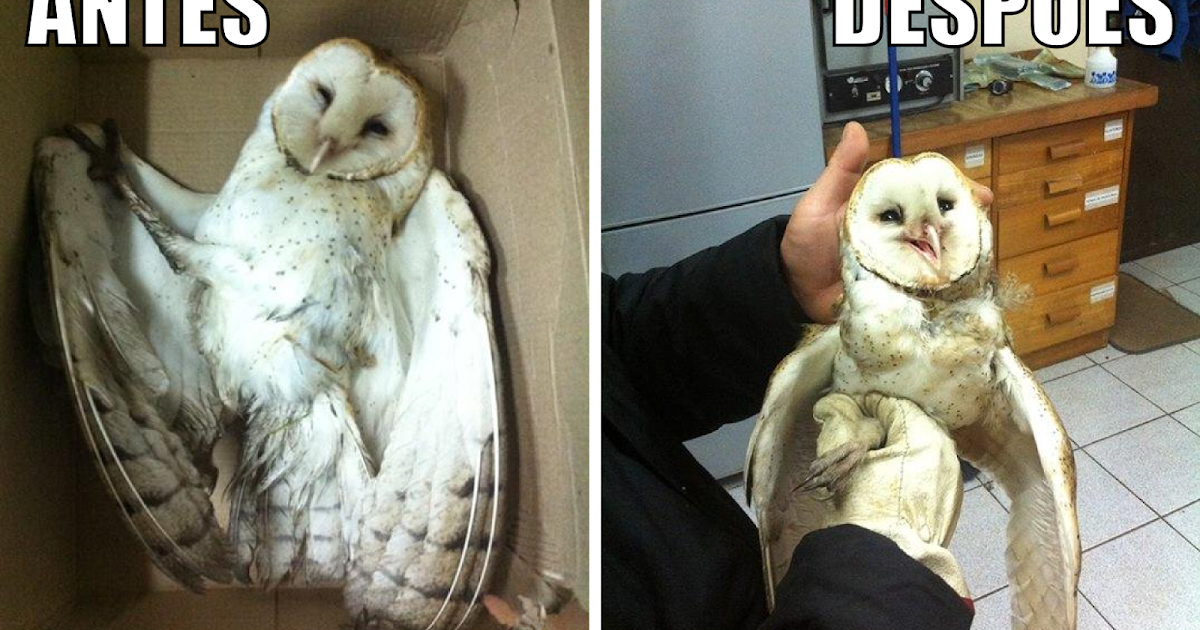 Periodico Aullido Urbano Joven Rescato A Lechuza Blanca Que Se