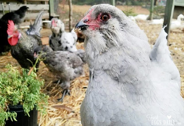 Do chickens have taste buds