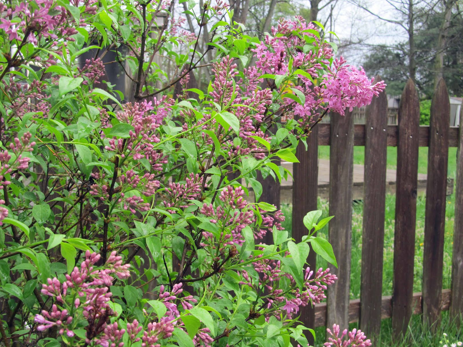 Summit Musings Friday Fences &amp; Lilacs