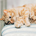 Cat Matches Your Personality Quiz Cat Matches Your Personality Quiz