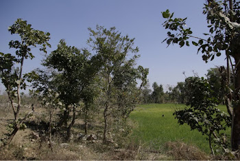 INDIA 2011: Jessica's DWC project (wall in the distance and crops planted on the fertile irrigated)