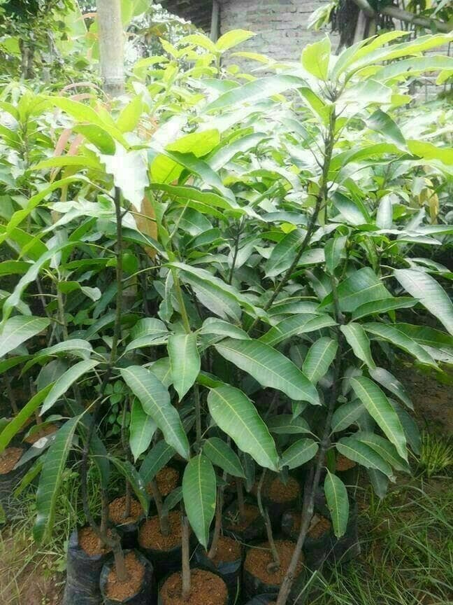 pohon mangga madu afrika super unggul Towuti