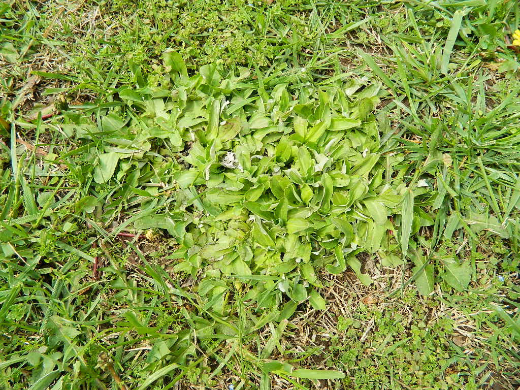 Jardinería Pampeana: MARZO-ABRIL: LA MEJOR ÉPOCA PARA EL CÉSPED!!