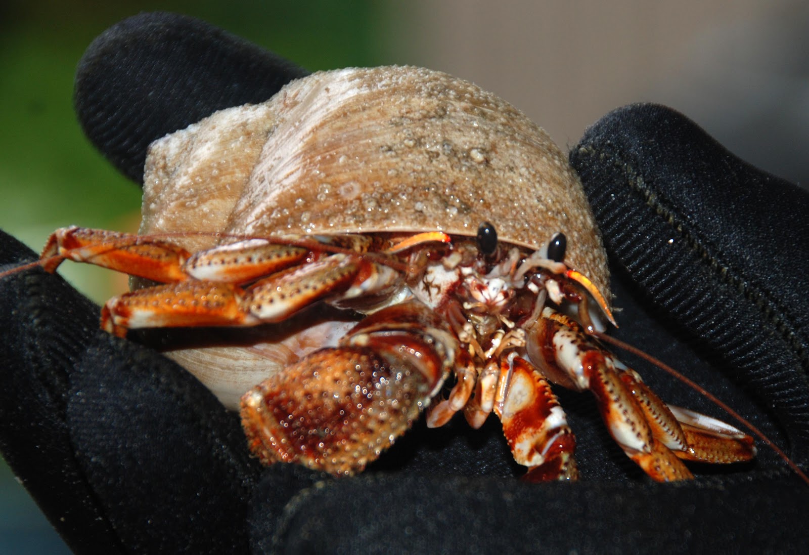Point Richmond Beach News: Giant Hermit Crab found off Beach!