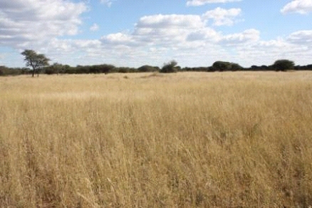 Cheetah News: A cheetah goes back home: the Wild.