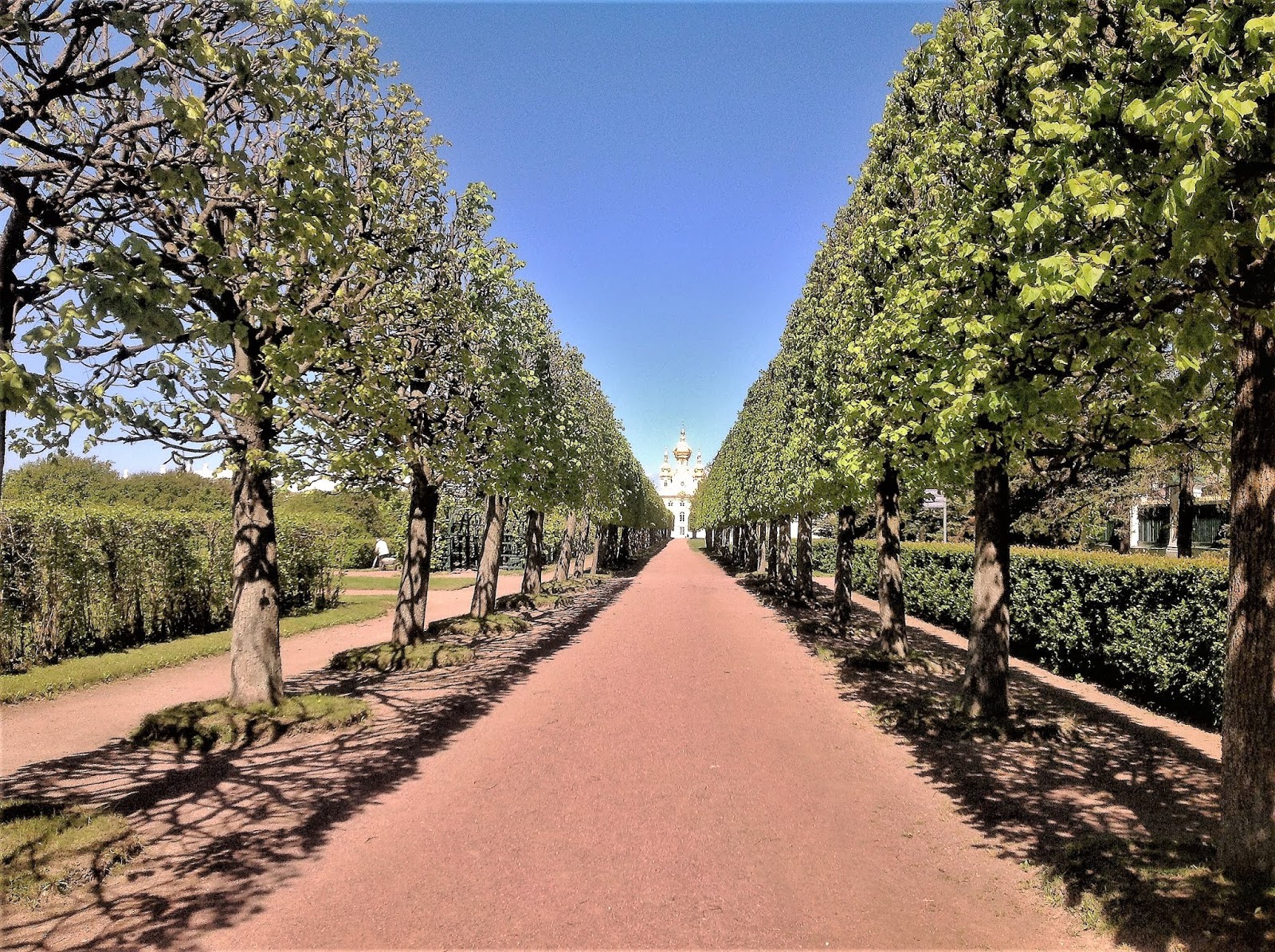 симферопольское шоссе аллея роз. гортензии и спиреи в живой изгороди. верхний сад петергоф. аллея ландшафт. \парадная часть парка.