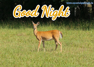 Good Night images hd Download Good Night images hd Download