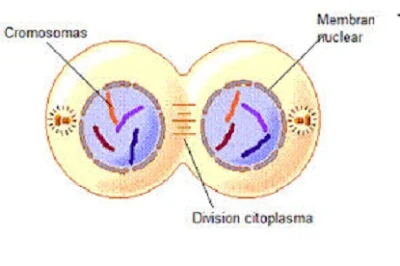 Tahap telofase mitosis - berbagaireviews.com