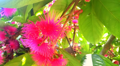 flor-pomarrosa