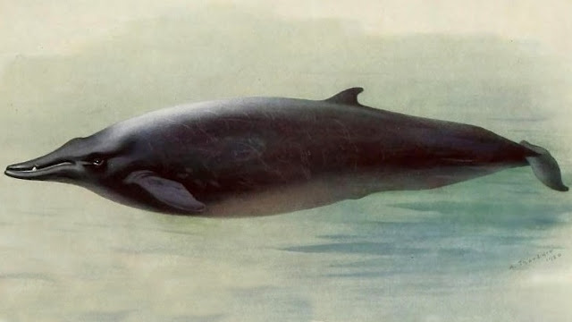 Sowerby gagalı balinası