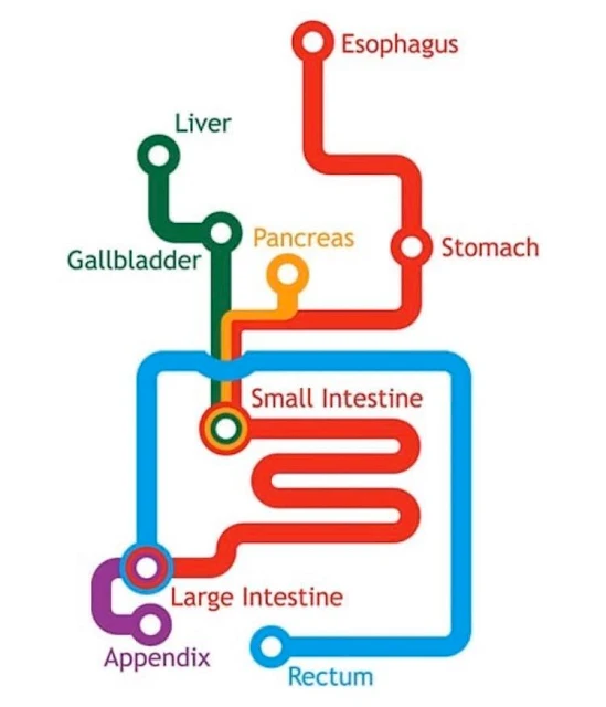 Gastrointestinal system as a subway map