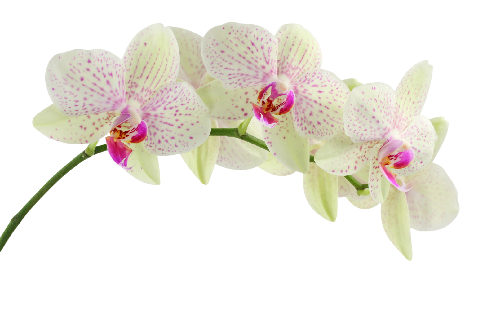 Качественные пнг картинки