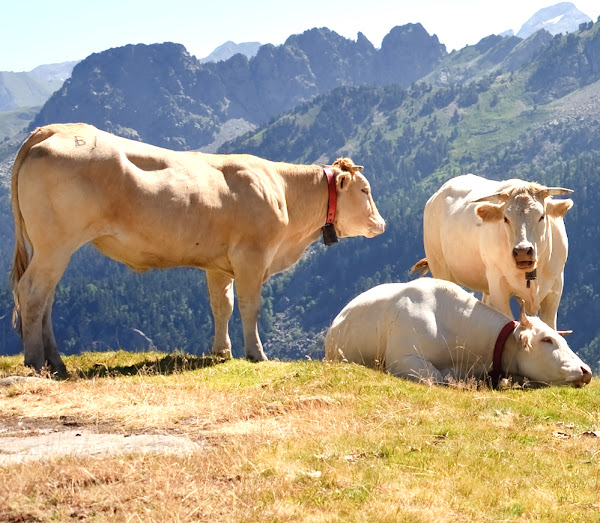 blonde d'aquitaine cattle, about blonde d'aquitaine cattle, blonde d'aquitaine cattle breed, blonde d'aquitaine cattle breed info, blonde d'aquitaine cattle breed facts, blonde d'aquitaine cattle behavior, blonde d'aquitaine cattle care, caring blonde d'aquitaine cattle, blonde d'aquitaine cattle color, blonde d'aquitaine cattle characteristics, blonde d'aquitaine cattle facts, blonde d'aquitaine cattle for milk, blonde d'aquitaine cattle for meat, blonde d'aquitaine cattle history, blonde d'aquitaine cattle horns, blonde d'aquitaine cattle info, blonde d'aquitaine cattle images, blonde d'aquitaine cattle milk, blonde d'aquitaine cattle meat, blonde d'aquitaine cattle origin, blonde d'aquitaine cattle photos, blonde d'aquitaine cattle pictures, blonde d'aquitaine cattle rarity, raising blonde d'aquitaine cattle, blonde d'aquitaine cattle rearing, blonde d'aquitaine cattle size, blonde d'aquitaine cattle temperament, blonde d'aquitaine cattle uses, blonde d'aquitaine cattle varieties, blonde d'aquitaine cattle weight