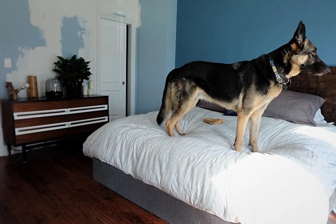 Finn the German Shepherd standing on the bed