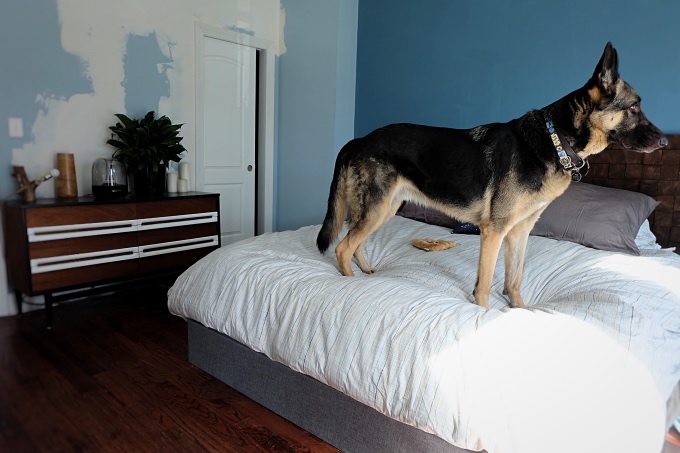 german shepherd dog stand on bed