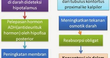 FaktorFaktor yang Mempengaruhi Proses Pembentukan Urine  masyog.com