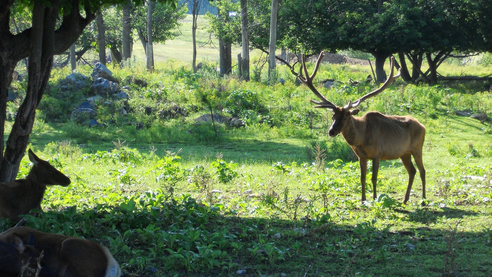 Gaylord's Elk Park