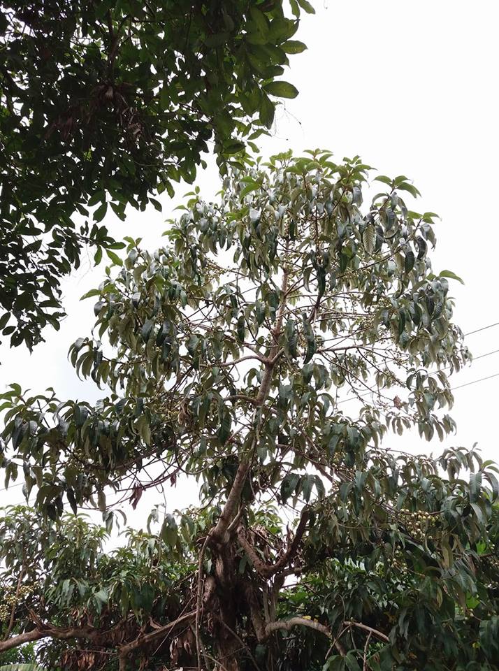 Pohon Resep Rasa Nama Lain Gambar Buah Kalangkala &amp; Cara