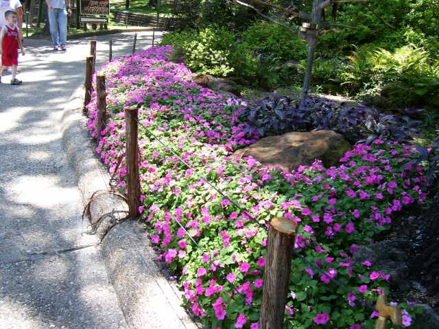 Home And Garden : Flowers along path and walkway