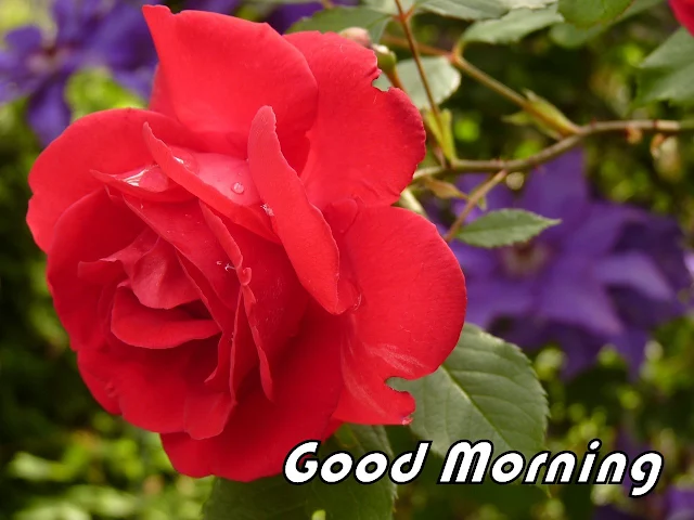 Good Morning Rose flower images