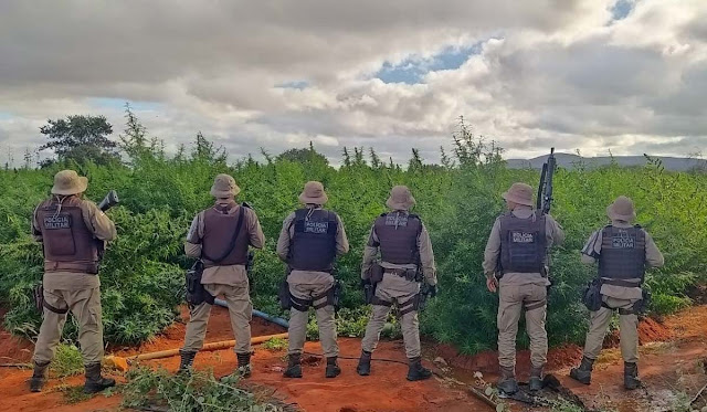 Polícia Militar erradica 200 mil pés de maconha em Mirangaba