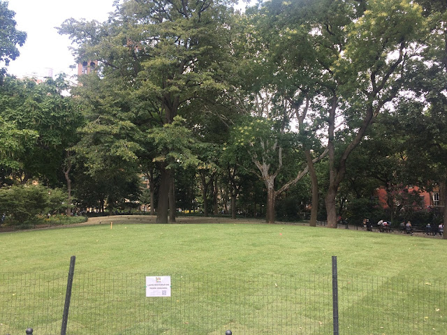 American linden, Washington Square Park