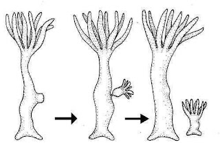 Gajah Berkembang Biak dengan Cara: Proses Reproduksi yang Eksklusif
