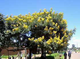 Senna spectibilis tree in Sumbawanga, Tanzania