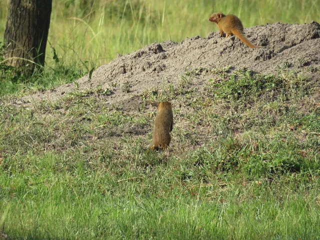 Mongoose on a walking safari in Lake Mburo National Park in Uganda