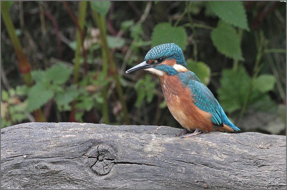 AVON BIRDS 17th July '17 Monday Marsh Harriers