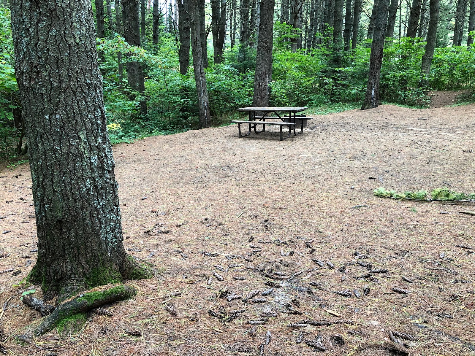 The Campsites Pog Lake Campground, Algonquin Ontario Provincial park, site 429