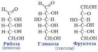 7%2B%25D1%2583%25D0%25B3%25D0%25BB В результате чего образуются моносахариды