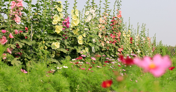 蜀葵花季,花海步道,員林西區公園,大埔里運動公園,裝置藝術,懷舊三合院,運動公園,彰化,員林,員林蜀葵花季,賞花,花季,蜀葵花,免費,拍照,打卡