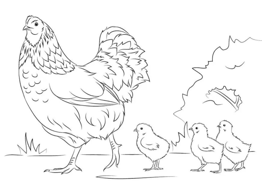 720 Gambar Hewan Ayam Sketsa Terbaik