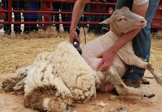 a las ovejas les duele cuando les cortan la lana