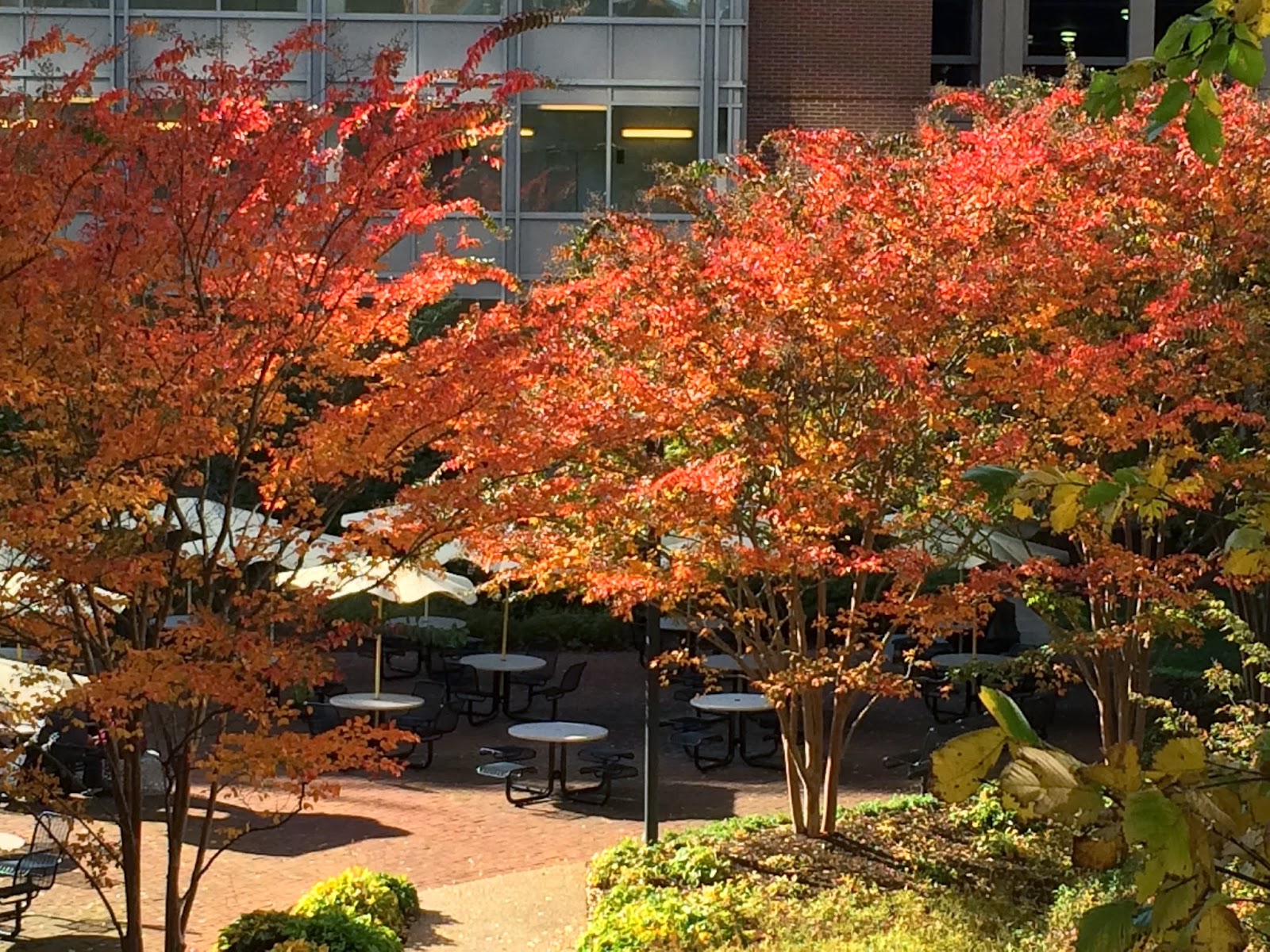 Springfield Things: Trees