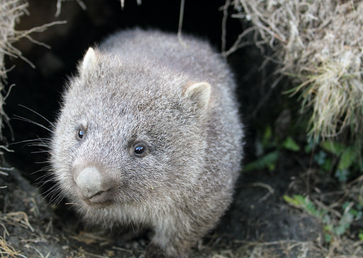 Wombats are the Unsung Heroes of the Australian Fires, Sheltering