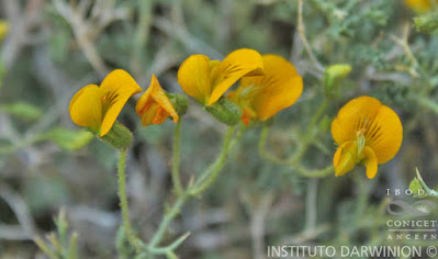 flor de Cuerno de cabra (Adesmia aegiceras)
