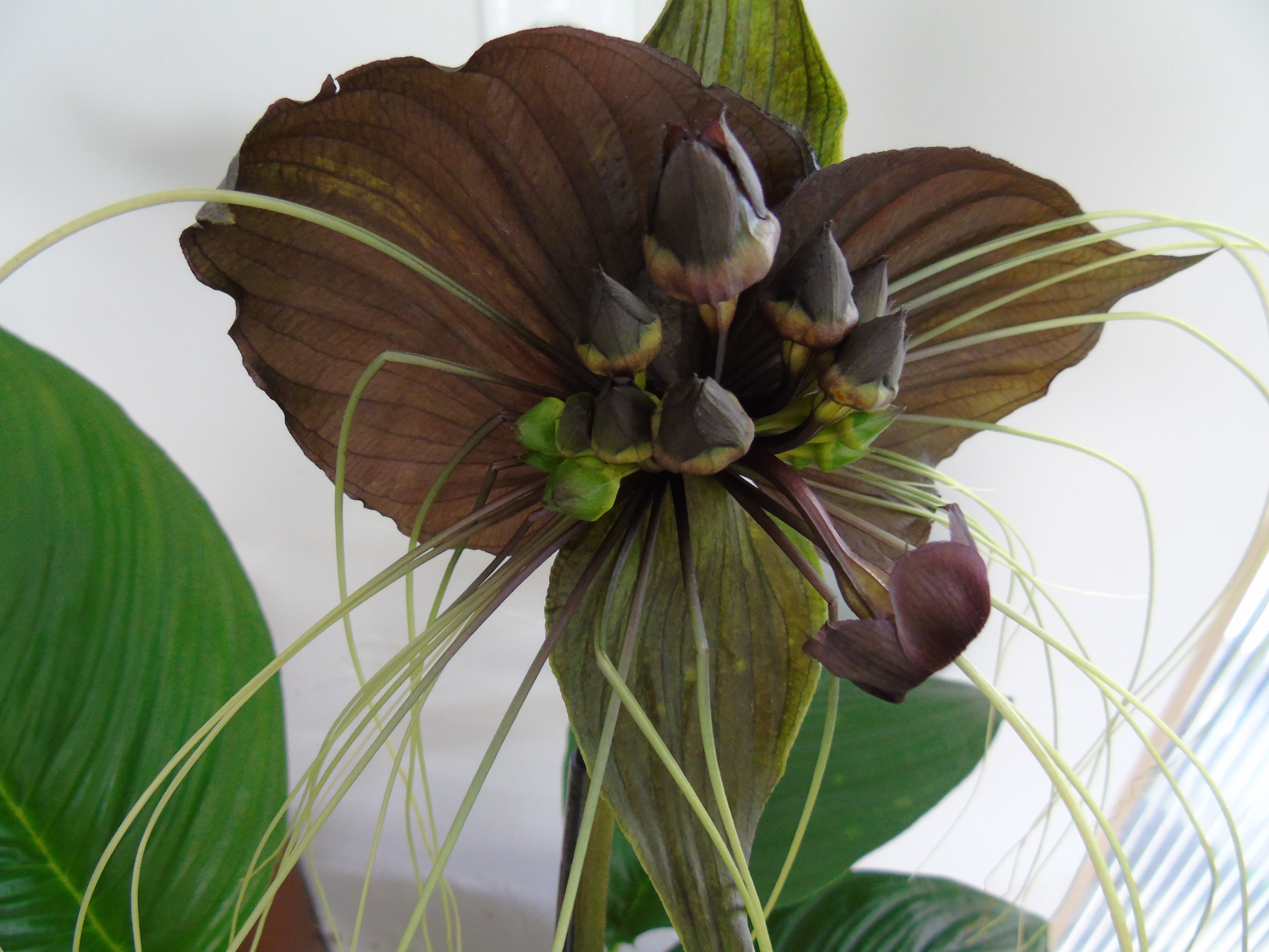 Flor-morcego (Tacca chantrieri André) | A planta da vez