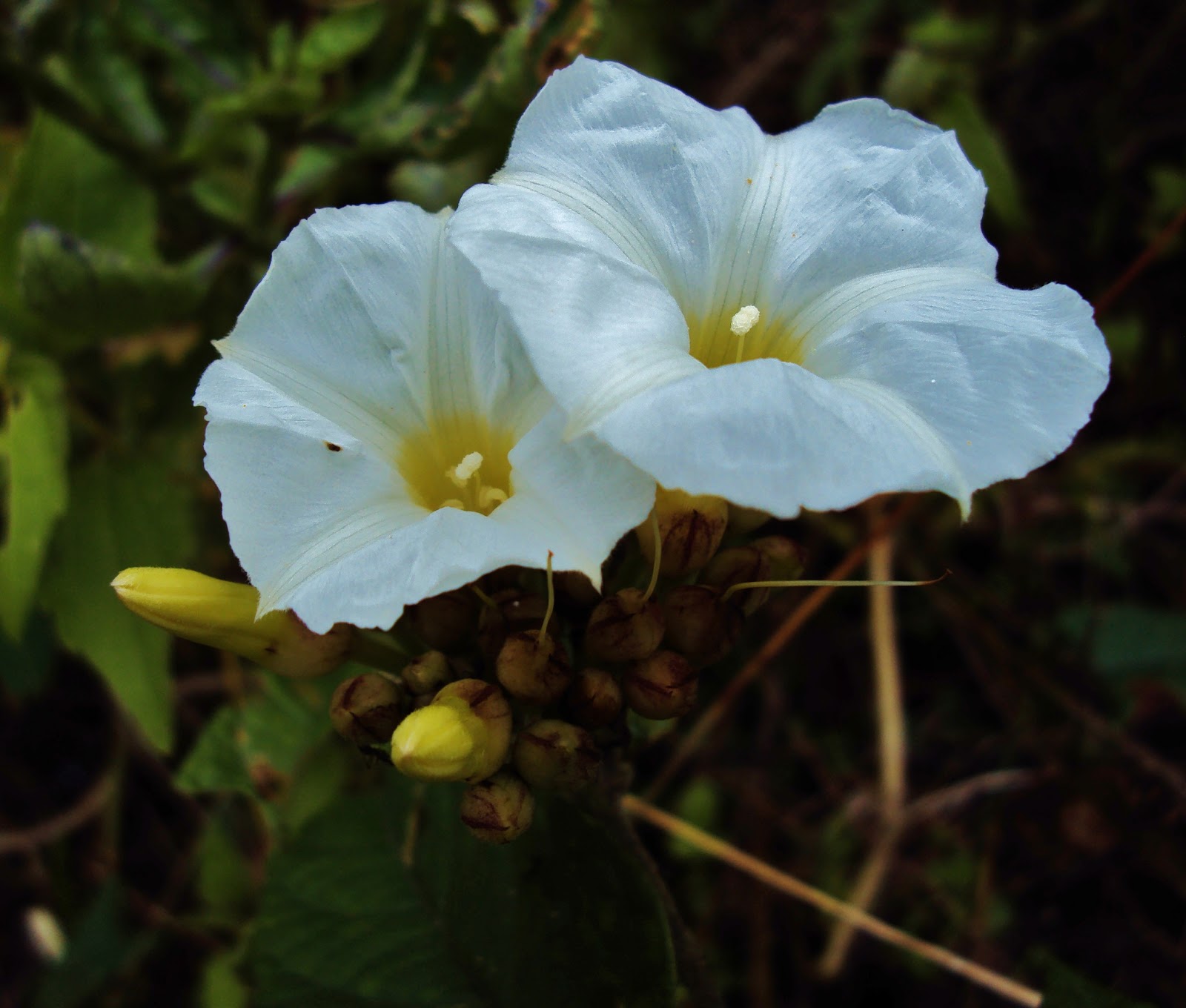 Biodiversity Capiz Pueblo Wild Flowers