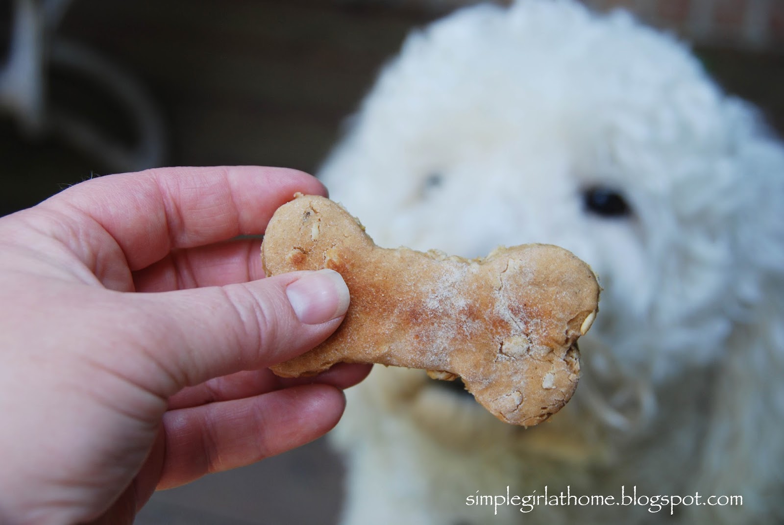 Super Easy Peanut Butter Oatmeal Dog Treats