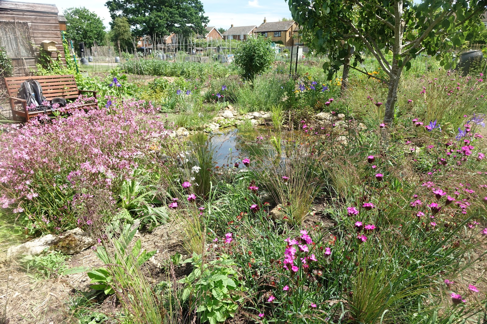 My Wildlife Allotment 10 ideas for a wildlifefriendly garden or allotment