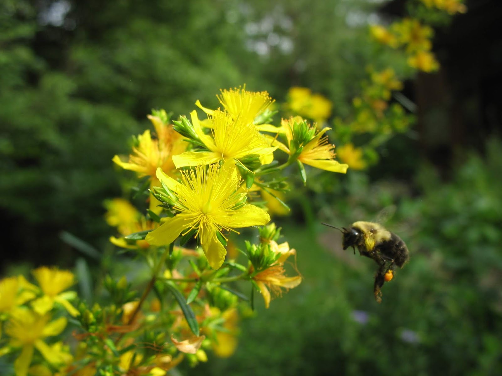 Using Native Plants Native Plants for Native Bees