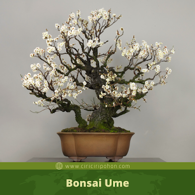 Bonsai Ume