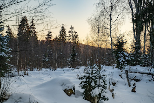 Rundweg Kreuzotter | Hochmoor Filzwald / Kloster Filz | Nationalpark Bayerischer Wald 18