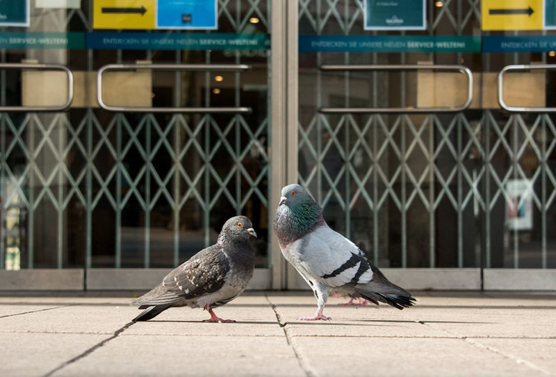 City Center, Hamburg The World Belongs to the Pigeons Now