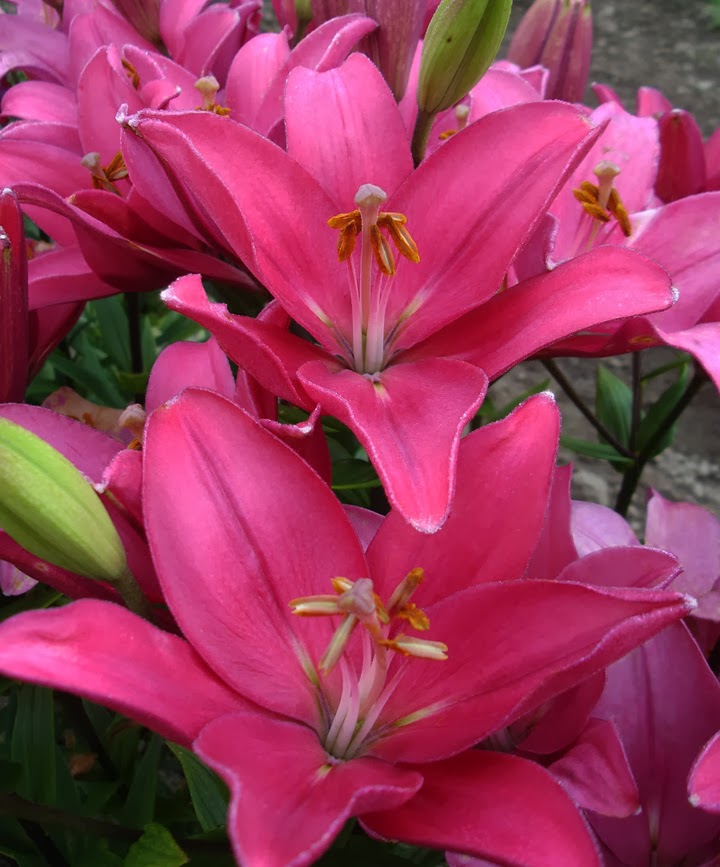 B&D Lilies Garden Blog: January 2014